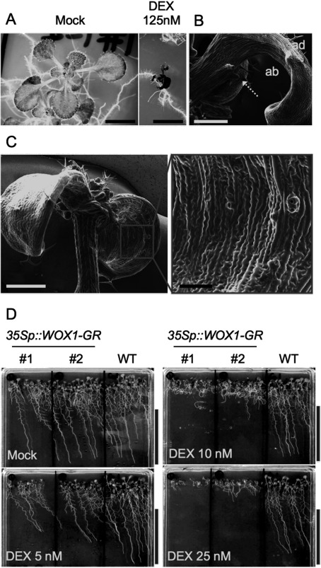 Figure 1. Phenotype of the DEX-treated 35Sp::WOX1-GR Arabidopsis line. (A) Phenotype of 35Sp::WOX1-GR plants treated with mock or 125 nM DEX as observed by stereomicroscopy. (B–C) Leaves of 35Sp::WOX1-GR plants as observed by scanning electron microscopy. The arrow in (B) indicates an abaxial protrusion. “ad” and “ab” in (B) indicate the adaxial and abaxial sides, respectively. Almost all epidermis cells other than stomata have changed to an elongated oblong form. (D) The dose-dependent effects of DEX on the growth of 35Sp::WOX1-GR plants 13 day after germination. Scale bars, 5 mm (A), 500 µm (B, C left), 100 µm (C right), 5 cm (D).