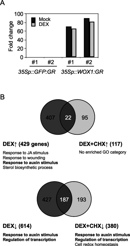 Figure 2. Genes altered in the DEX-treated 35Sp::WOX1-GR plants with or without CHX. (A) Venn diagram illustrating the numbers of genes upregulated (upward-pointing arrow) and downregulated (downward-pointing arrow) by DEX and/or CHX. The enriched GO categories and the gene numbers are indicated beside the diagram. GO category numbers: GO:0009753 (response to jasmonic acid), GO:0009611 (response to wounding), GO:0009733 (response to auxin stimulus), GO:0016126 (sterol biosynthetic process), GO:0006355 (DNA-dependent regulation of transcription) and GO:0045454 (cell redox homeostasis). (B) A comparison between the expression level of WOX1 in the control (35Sp:GFP-GR) and 35Sp::WOX1-GR plants.