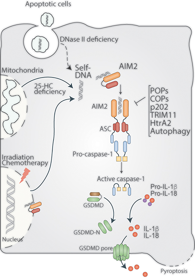 Figure 2.