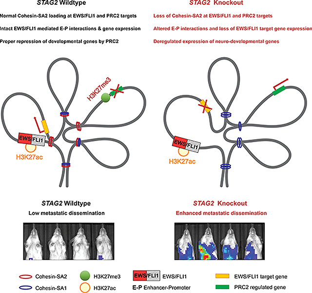 graphic file with name nihms-1714183-f0008.jpg