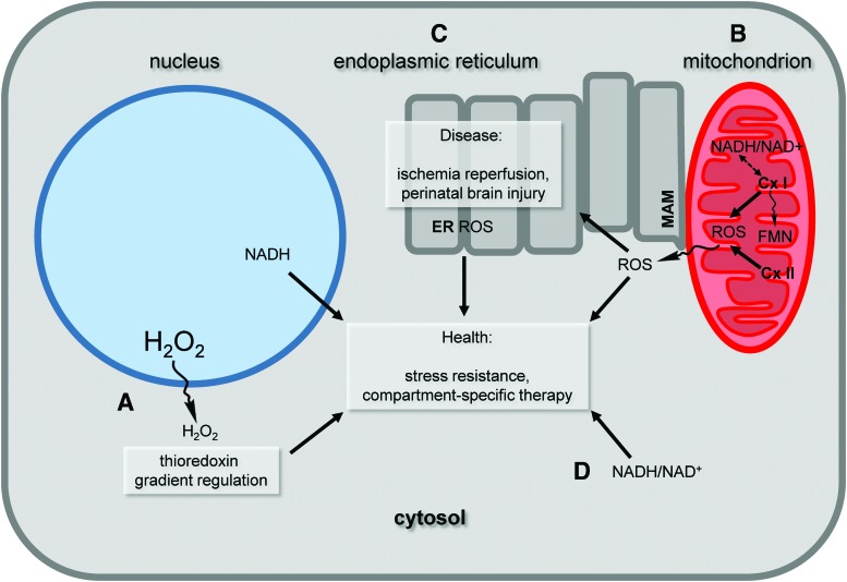 FIG. 1.