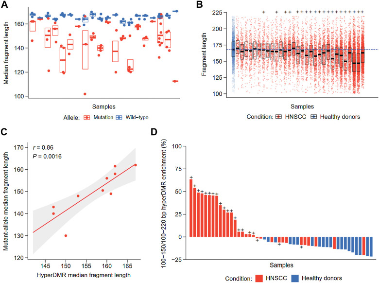 Figure 4. Fragment length analysis between CAPP-seq and cfMeDIP-seq profiles. A, Median fragment length of detected mutations across patients with HNSCC by CAPP-seq. For each patient, the median fragment length of each mutation and matched reference allele was measured. The distribution of median fragment length for each mutation or matched reference allele is shown per patient. Black bar: median of fragment lengths. Box: IQR of fragment lengths. In cases with a single mutation, the colored line denotes the median length of fragments containing the mutation or matched reference allele, respectively. B, Fragment length distributions within HNSCC hypermethylated regions by cfMeDIP-seq. Fragment lengths from healthy controls were pooled prior to analysis, where each subsequent box denotes an individual HNSCC cfMeDIP-seq profile. + symbols denote HNSCC patients with detectable ctDNA by CAPP-seq (CAPP-seq positive). Black bar: median of fragment lengths. Box: IQR of fragment lengths. Individual HNSCC samples are ordered on the basis of increasing mean methylation (RPKM) within the hypermethylated regions. Dashed blue line defines the median fragment length across all healthy controls. C, Comparison of median fragment lengths from CAPP-seq and cfMeDIP-seq profiles. Points define individual HNSCC samples with methylation values above the median (n = 10). Solid red line: fitted linear regression model. Gray boundaries: 95% CI. D, Ratio of enrichment for hyper-DMR regions by fragments between 100 and 150 bp compared with enrichment for hyper-DMR regions by fragments between 100 and 220 bp. + symbols denote patients with HNSCC with detectable ctDNA by CAPP-seq (CAPP-seq positive).