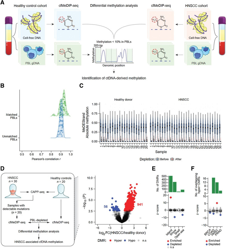 Figure 3. Identification of informative regions for detection of ctDNA by cfMeDIP-seq. A, Schematic of ctDNA-derived methylation detection by DMR analysis following depletion of PBL-derived DNA methylation. B, Kernel density of Pearson correlation coefficients from the comparison between all 50 (patients and healthy controls) baseline cfDNA cfMeDIP-seq profiles (RPKM values within 702,488 300-bp nonoverlapping windows from chromosomes 1–22 with ≥8 CpGs) and either unmatched PBL gDNA (1 vs. 49 comparisons) or matched PBL gDNA (1 vs. 1 comparison) MeDIP-seq profiles. C, MeDEStrand absolute methylation scores in the 702,488 300-bp windows from 20 healthy controls (left) and 30 HNSCC samples (right). Blue: 702,488 windows before PBL depletion. Red: 99,994 windows after both PBL depletion and an additional filter where the median absolute methylation across healthy control PBLs is < 0.1. Black bar: median. Box: IQR. Whisker: most extreme value within quartile ±1.5 IQR. Blue/red circles: individual MeDEStrand absolute methylation scores across windows ≥8 CpGs and PBL-depleted windows, respectively. Absoluate methylation scores were subsampled to a total of 100,000 observations for clarity. D, Left, Workflow of ctDNA detection by differential methylation analysis of HNSCC and healthy control cfMeDIP-seq profiles. We compared cfMeDIP-seq profiles from 20 patients with HNSCC with detectable mutations by CAPP-seq to 20 risk-matched healthy controls within the PBL-depleted windows for each sample. This procedure identified HNSCC-associated cfDNA methylation. Right, Volcano plot of 79,043 genomic regions, with > 10 reads across all samples, displaying −log10 P value of differential methylation against log2 fold change of relative methylation (RPKMs) from healthy controls to patients with HNSCC. Gray: regions without significant differential methylation (FDR ≥10%). Blue: 56 hypomethylated 300-bp regions, with significantly lower methylation in the HNSCC cohort compared to healthy controls. Red: 941 300-bp hypermethylated regions, with significantly higher methylation in the HNSCC cohort. E, Permutation analysis measuring the observed overlap of the 941 300-bp hypermethylated regions to 300-bp windows within CpG islands, shores, shelves, or open seas, relative to a distribution of the expected overlap generated by random sampling of the genome. F, Permutation analysis measuring the observed overlap of the 941 300-bp hypermethylated regions to hypermethylated regions within tumor-specific methylated cytosines from TCGA (n = 10,000 permutations total). BRCA: breast invasive carcinoma; COAD: colon adenocarcinoma; HNSC: head and neck squamous cell carcinoma; PRAD: prostate adenocarcinoma. E and F, The expected overlap from 1,000 random samples was transformed to a Z-score distribution (gray circles) and used to calculate the Z-score of the observed overlap (diamond). P values were calculated based on the probability of the observed overlap relative to the distribution generated from the expected overlaps. Red: significant enrichment, P < 0.05. Blue: significant depletion, P < 0.05. Gray: nonsignificant. Black bar: median of expected overlaps. Box: IQR of expected overlaps. Whisker: most extreme value within quartile ±1.5 IQR of expected overlaps. Above: histogram of number of DMRs for each CpG geography.