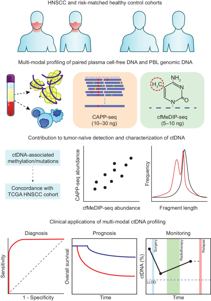 Figure 1. Multimodal profiling strategy of ctDNA in HNSCC. We identified ctDNA-derived mutations (CAPP-seq) and methylation (cfMeDIP-seq) in a cohort of locoregionally confined HPV-negative HNSCC (n = 30) and risk-matched (age, sex, smoking status, smoking pack-years) healthy controls (n = 20). For both methods, we isolated plasma for ctDNA detection and used matched PBL profiling to remove noninformative regions (i.e., mutations derived from clonal hematopoiesis and regions that are methylated within PBLs). We characterized the mutation- and methylation-based ctDNA results according to their concordance with TCGA datasets, correlation between the two methods, and inferred physical properties (i.e., fragment length). We assessed feasibility of these detection strategies for clinical applications in diagnosis, prognosis, and disease monitoring.