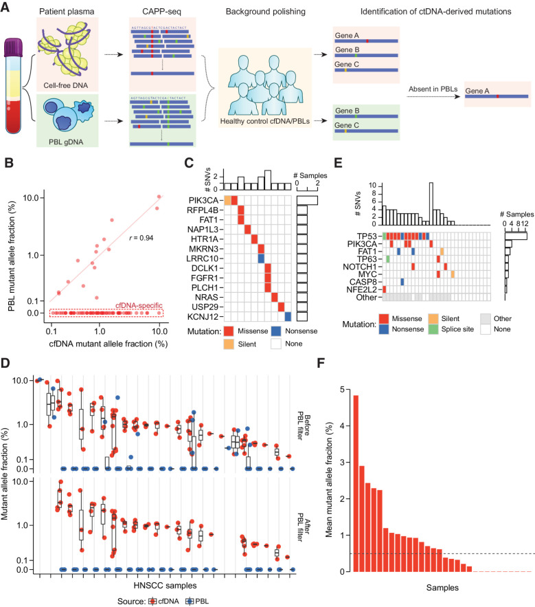 Figure 2. PBL filtering for detection of ctDNA by CAPP-seq. A, Schematic describing detection and filtering of ctDNA-derived mutations by CAPP-seq. B, MAF of candidate mutations identified in HNSCC patient baseline plasma and PBLs. Dashed red box: 69 of 84 candidate mutations found only in plasma. Mutations found in both matched plasma and PBLs have strongly correlated MAFs (Pearson r = 0.94). C, Oncoprint of 15 candidate mutations identified in both matched patient plasma and PBLs. Top histogram: number of mutations per patient; right histogram: number of patients with one of 13 specified genes mutated. Color indicates type of mutation: missense (red), nonsense (blue), or silent (orange). D, MAF of 69 candidate mutations across HNSCC patient cfDNA (red circle) and PBLs (blue circle) before removal of PBL-associated mutations, and 43 mutations after this removal. The removed mutations represent false positive candidate mutations in ctDNA. Black bar: median of expected overlaps. Box: interquartile range (IQR) of expected overlaps. Whisker: most extreme value within quartile ±1.5 IQR of expected overlaps. E, Oncoprint highlighting frequently mutated genes in HNSCC by TCGA analysis (rows) and their frequency of detection across 30 HNSCC plasma samples (columns). Colors as in B, with additional splice sites (green), and nonhighlighted genes (gray). F, Mutation-based ctDNA levels in HNSCC patient baseline plasma samples as determined by mean MAF of PBL-filtered mutations. Dashed line: median mean allele fraction across all patients with HNSCC.