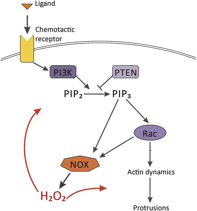 Figure 2