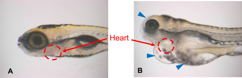 Fig. 3.