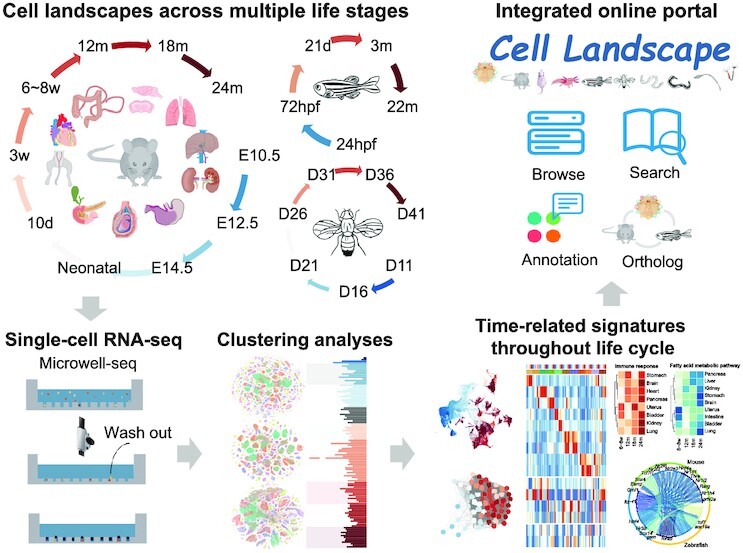 Graphical Abstract