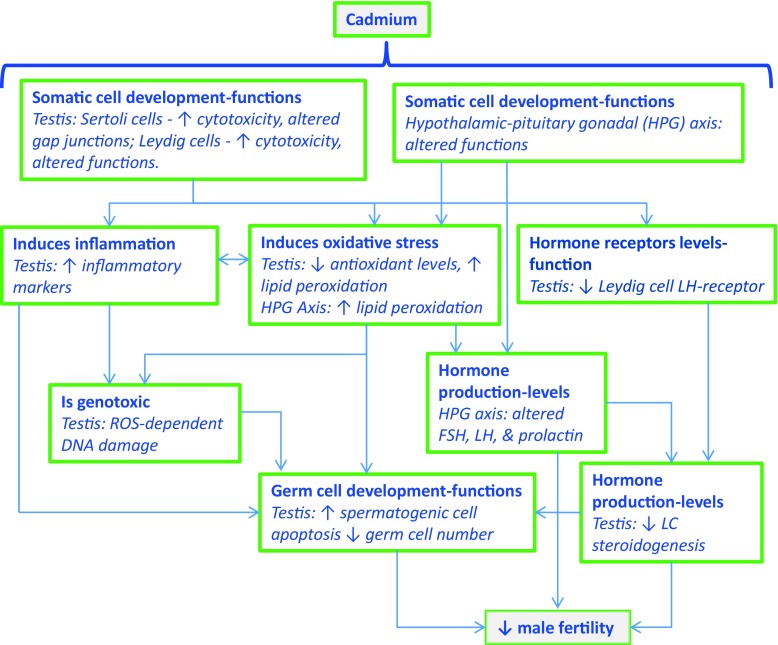 Figure 2 is a flowchart showing characteristics involved in cadmium-induced male reproductive toxicity.