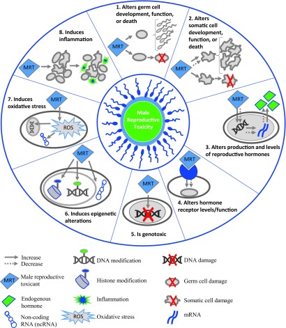 Figure 1 is a conceptual diagram identifying the following characteristics of MRT: alters germ cell development, function, or death; alters somatic cell development, function, or death; alters production and levels of reproductive hormones; alters hormone receptor levels or function; is genotoxic; induces epigenetic alterations; induces oxidative stress; and induces inflammation.