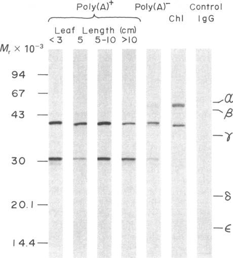 graphic file with name pnas00459-0200-a.jpg