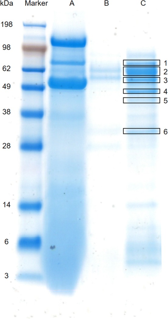 Fig. 6