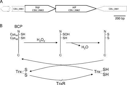 FIG. 4.