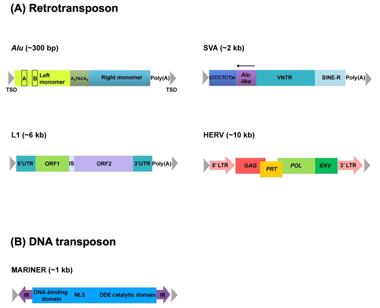 Transposable Elements: No More 'Junk DNA' - PMC