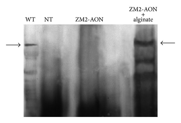 Figure 6