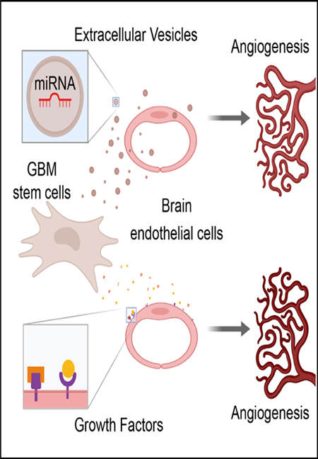 graphic file with name nihms-1563647-f0005.jpg