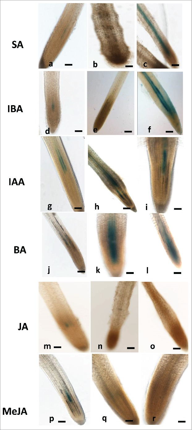 Figure 5.