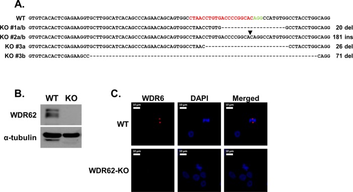 FIGURE 1: