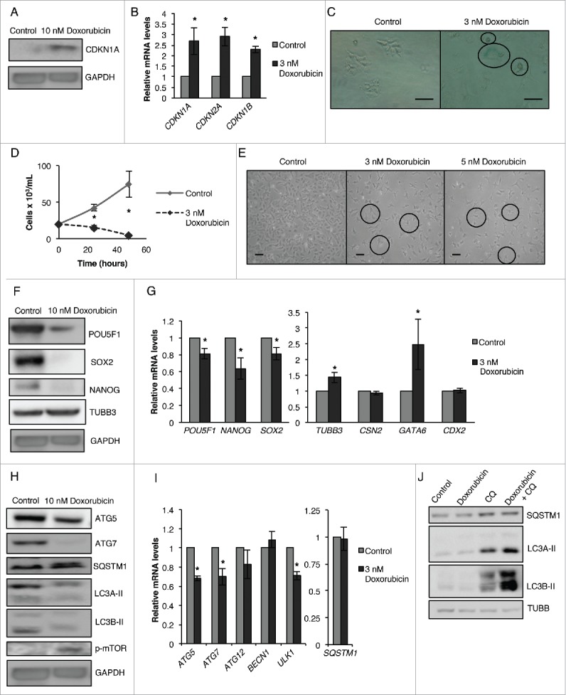 Figure 11.