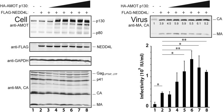 Figure 3—figure supplement 1.