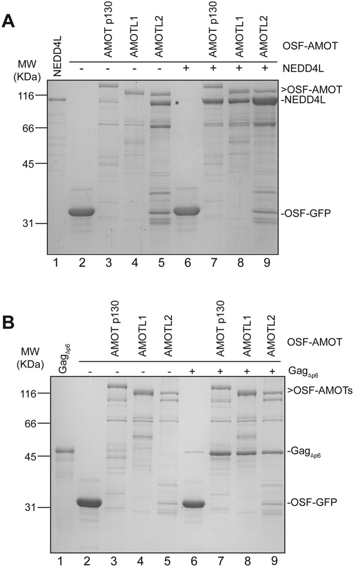 Figure 2—figure supplement 1.