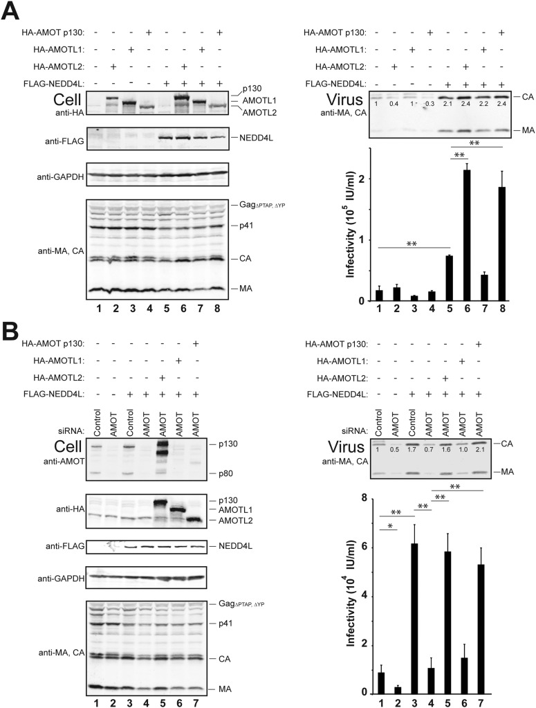 Figure 7—figure supplement 1.