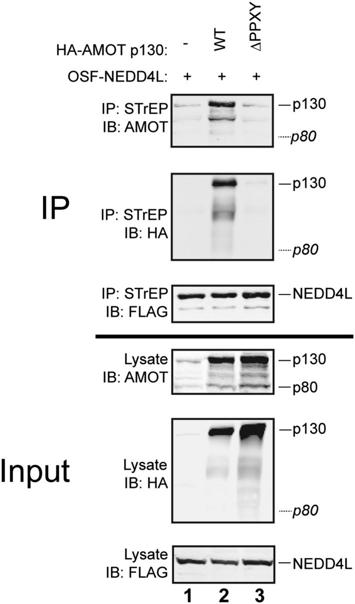 Figure 1—figure supplement 2.