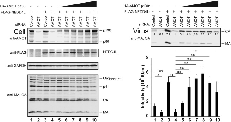 Figure 4—figure supplement 1.