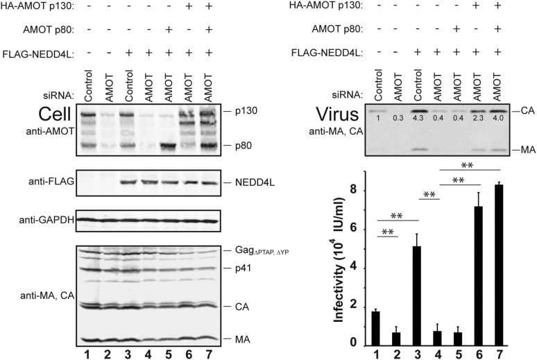 Figure 4—figure supplement 2.