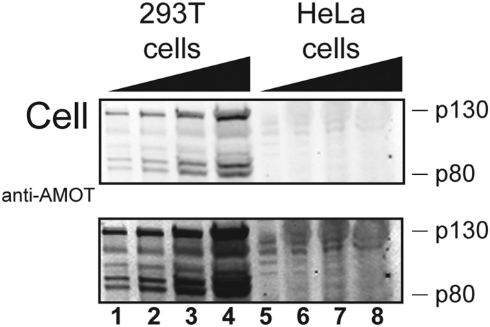 Figure 6—figure supplement 1.