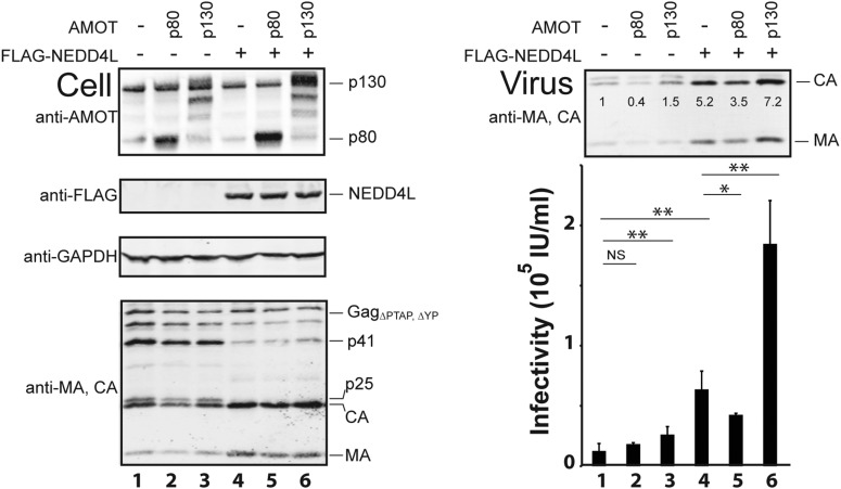 Figure 3—figure supplement 2.