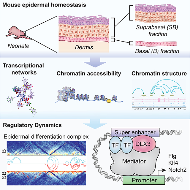 graphic file with name nihms-1870119-f0001.jpg