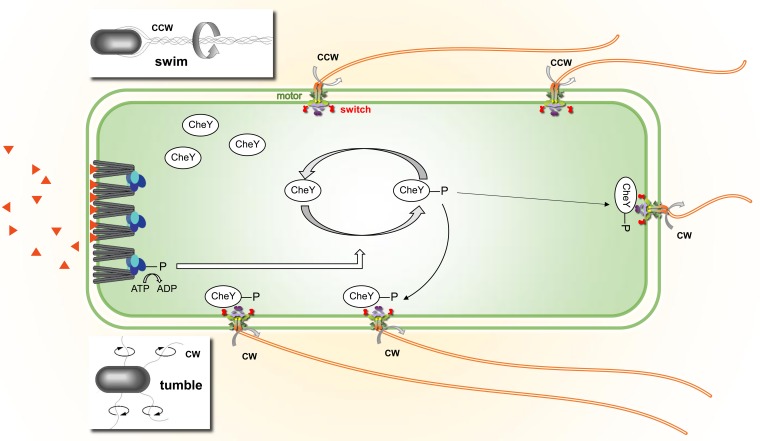 FIG 1