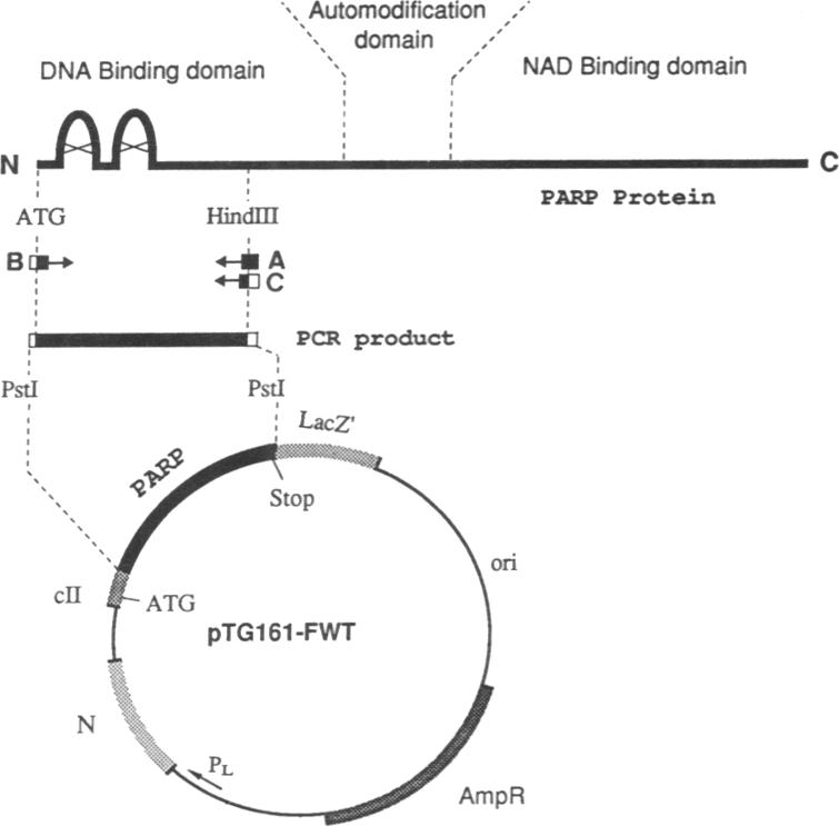 graphic file with name pnas01033-0134-a.jpg