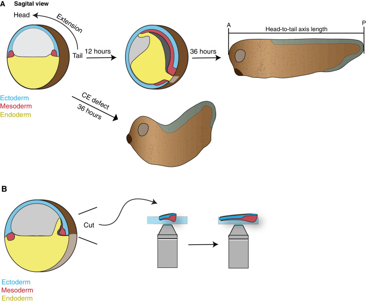 Figure 1—figure supplement 1.