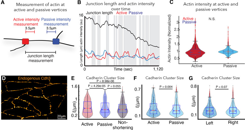 Figure 4—figure supplement 1.