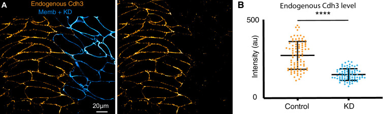 Figure 5—figure supplement 1.