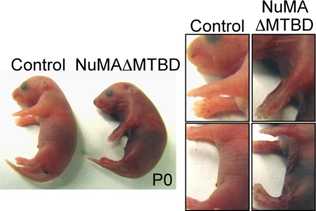 Figure 5—figure supplement 1.