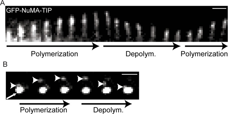 Figure 2—figure supplement 1.