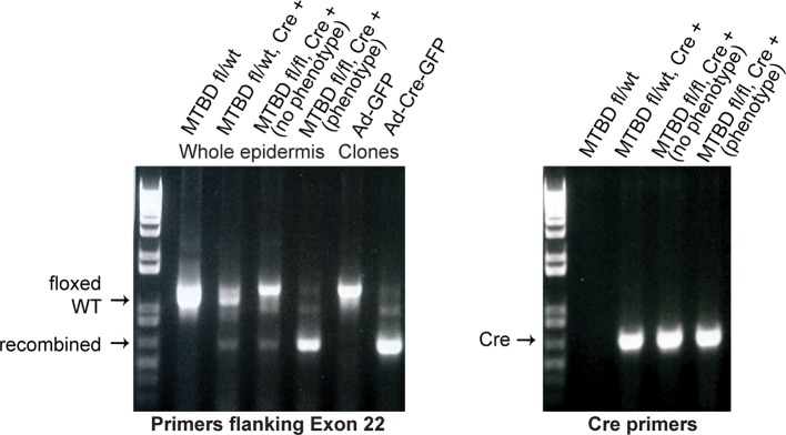 Figure 3—figure supplement 2.