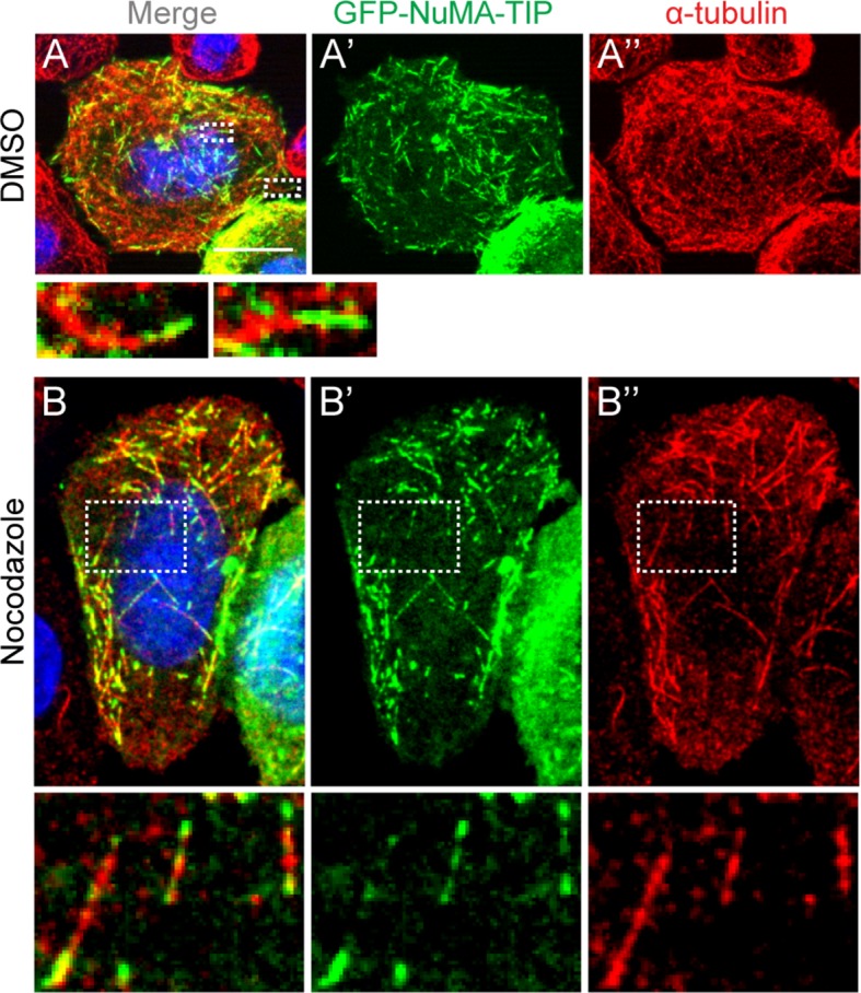 Figure 1—figure supplement 2.
