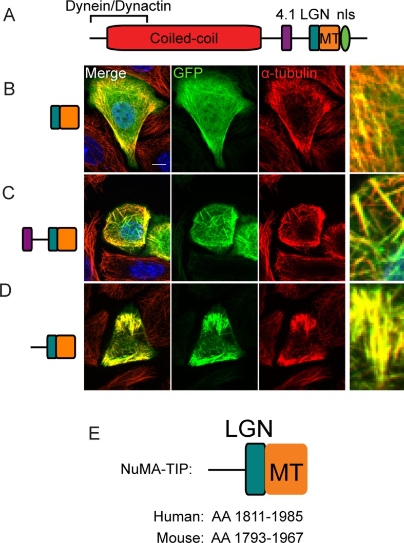 Figure 1—figure supplement 1.
