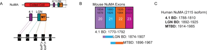 Figure 3—figure supplement 1.