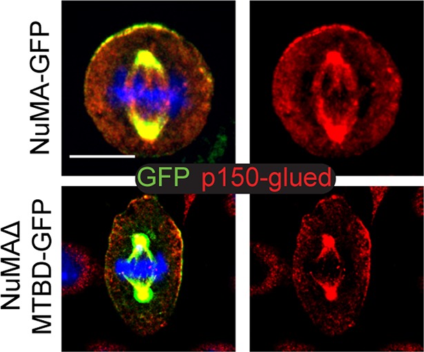 Figure 3—figure supplement 4.