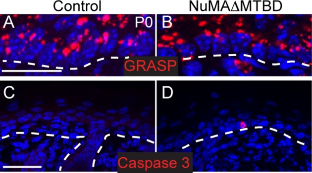 Figure 3—figure supplement 5.