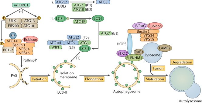  Box 1 | Autophagosome biogenesis and autophagy-related proteins