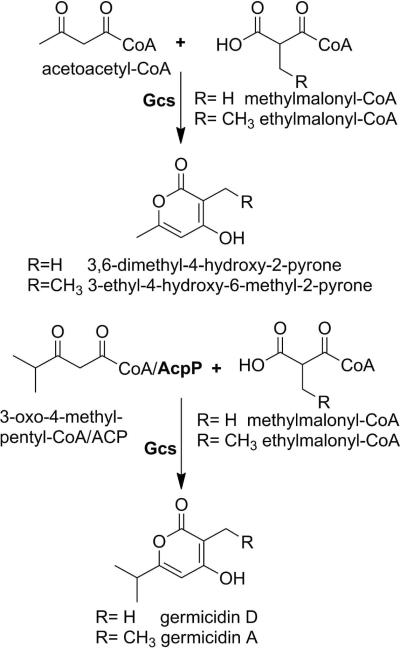 Scheme 2