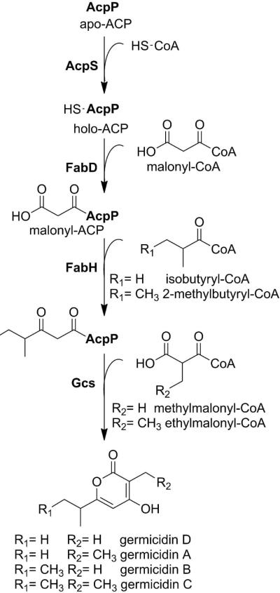 Scheme 1