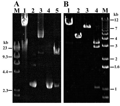 FIG. 6