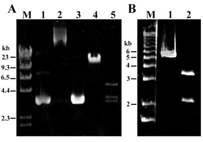 FIG. 5